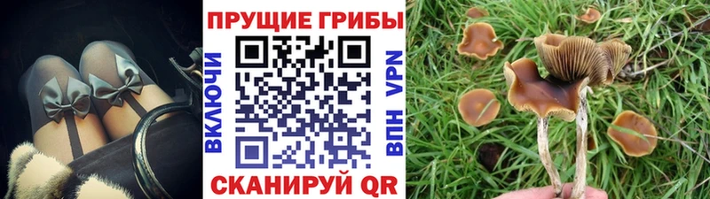Галлюциногенные грибы Cubensis МЕГА ССЫЛКА Суровикино купить наркотик